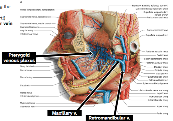 <p>Network of veins accompanying maxillary artery</p><p>Forms maxillary vein (very short) that drains into retromandibular vein</p><p>Communicates with: cranial cavity- cavernous sinus, orbit-inferior ophthalmic veins, superficial face- deep facial vein, neck- retromandibular vein</p>