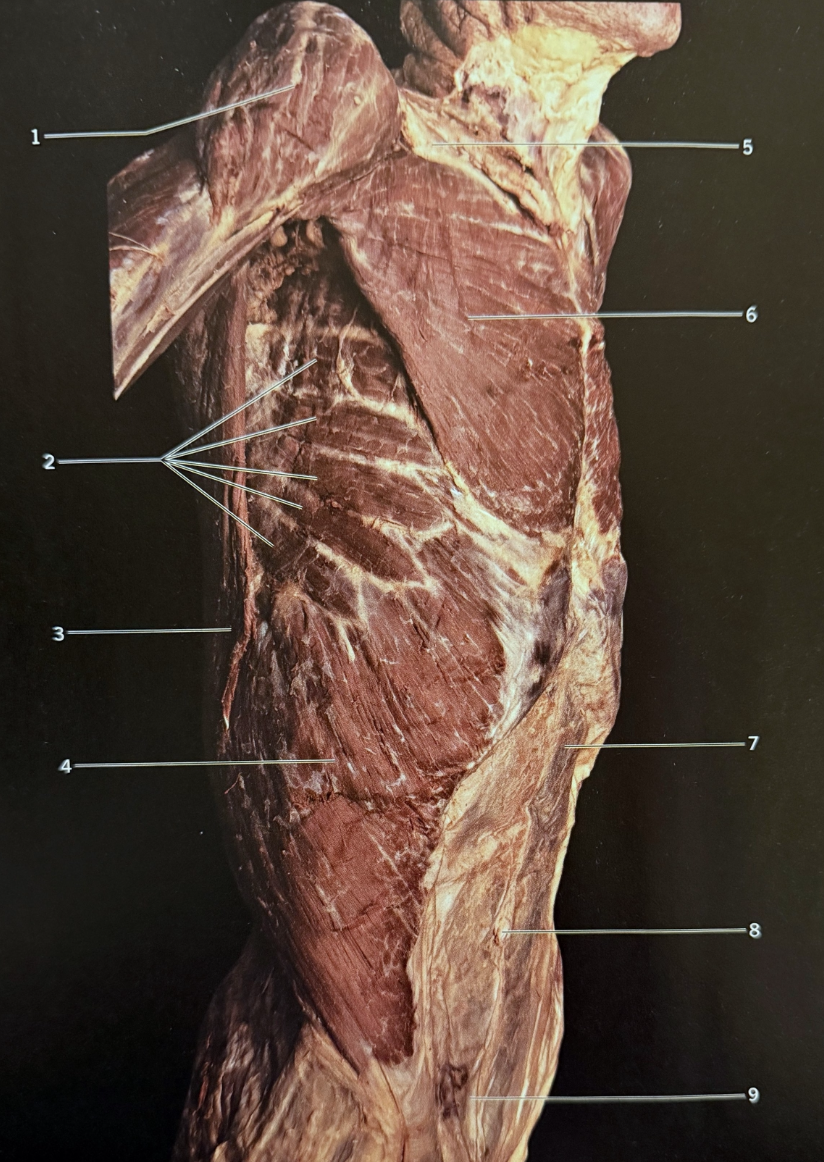 <p>6</p>