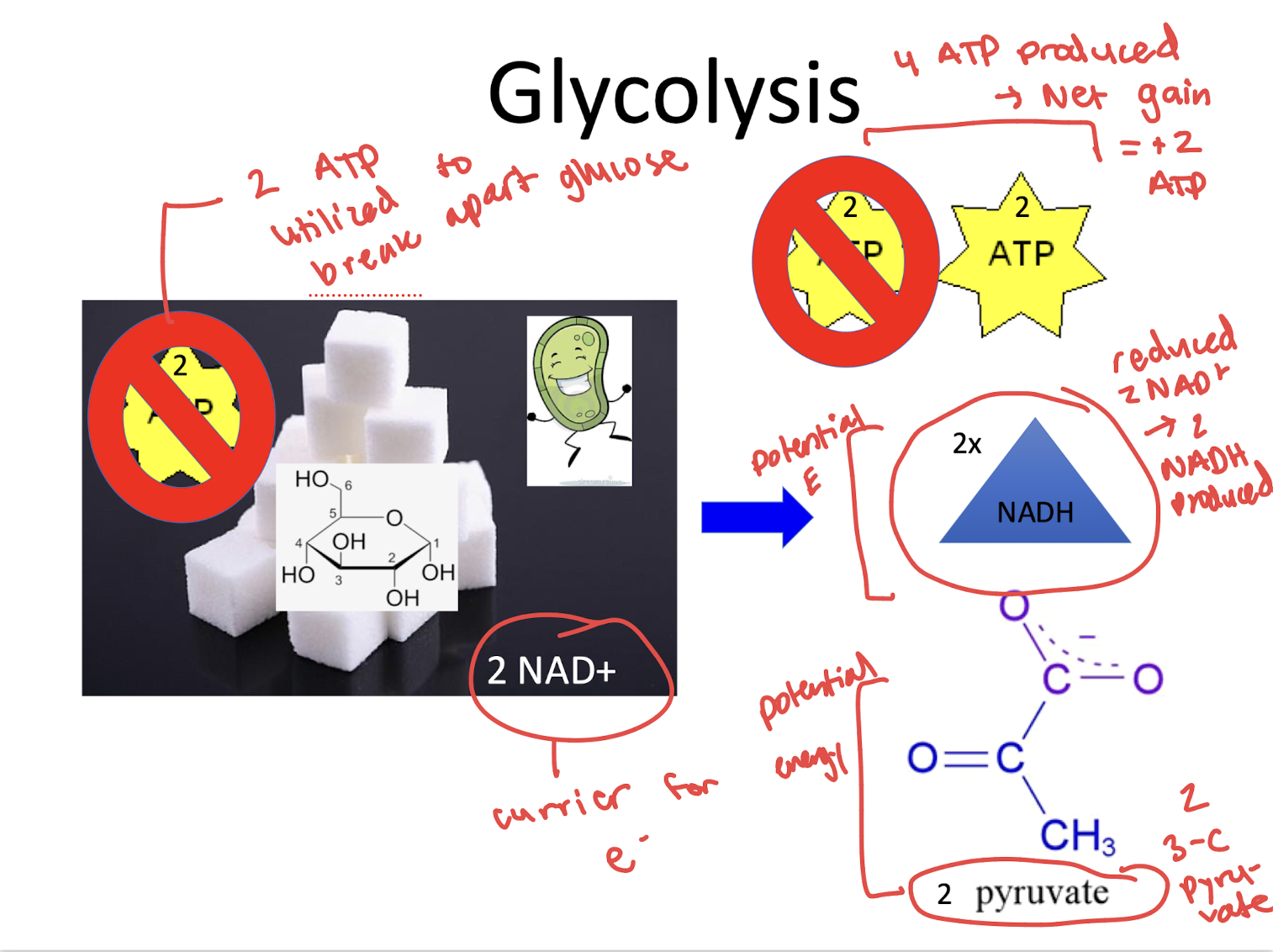<ul><li><p>2 ATP used to break apart glucose</p></li><li><p>4 ATP produced = <strong>NET GAIN +2 ATP</strong></p></li><li><p><strong>2x NADH </strong></p></li><li><p><strong>2 Pyruvate </strong></p></li></ul><p></p>