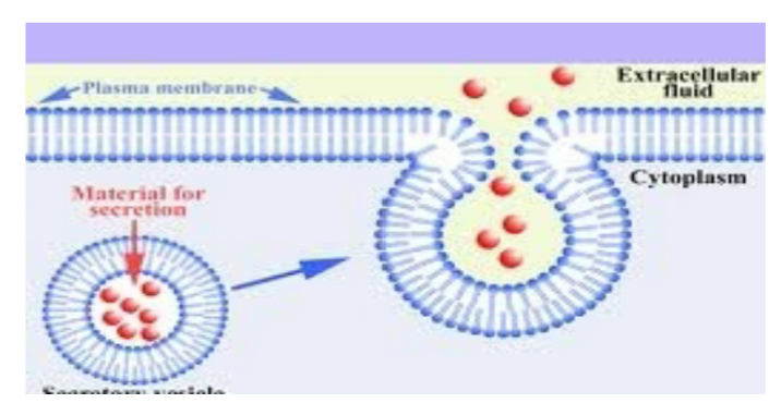 <p>transmembrane proteins</p>