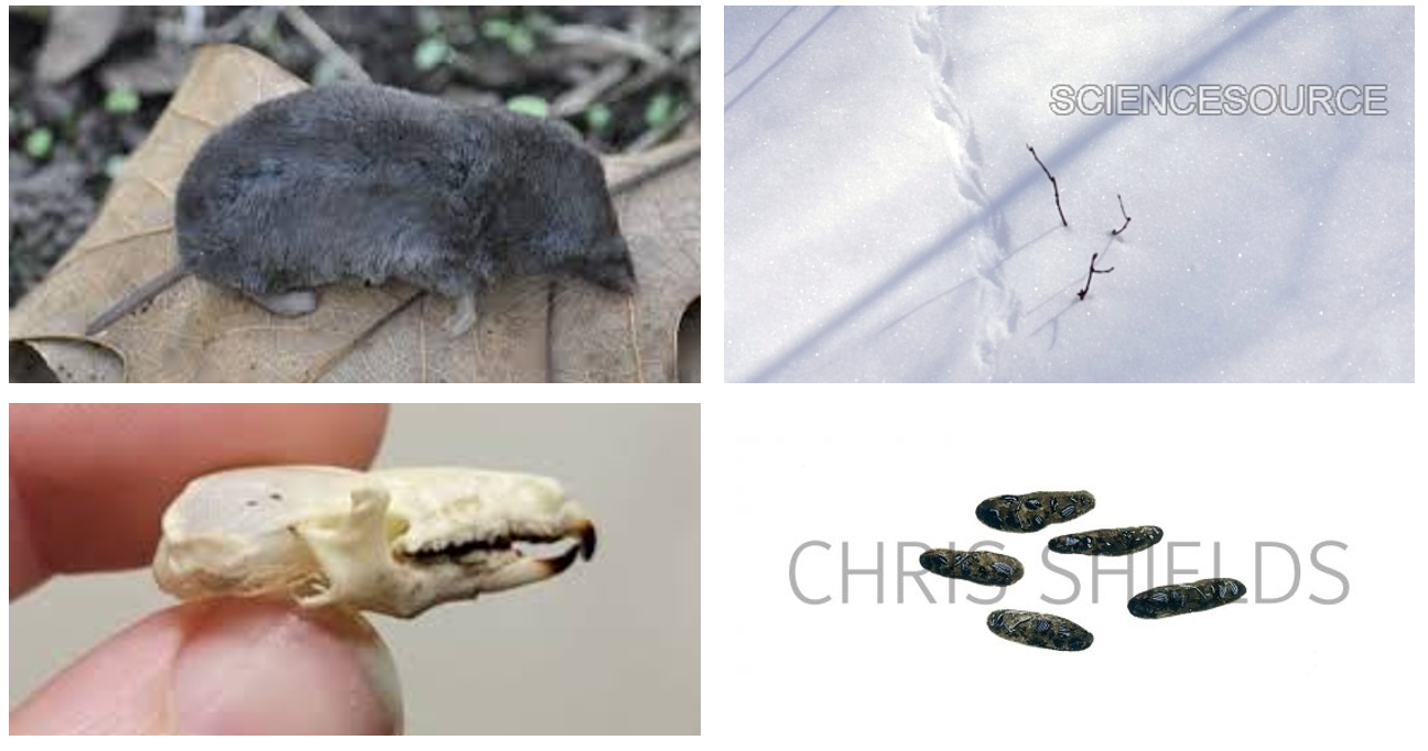 <p><span>5 toes on both front and hind feet, small, scat resembling rice grains, corkscrew shape,</span></p>