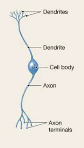 <p>Bipolar Neuron</p>