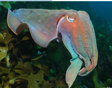 <p>MOLLUSCA Giant cuttle fish</p>