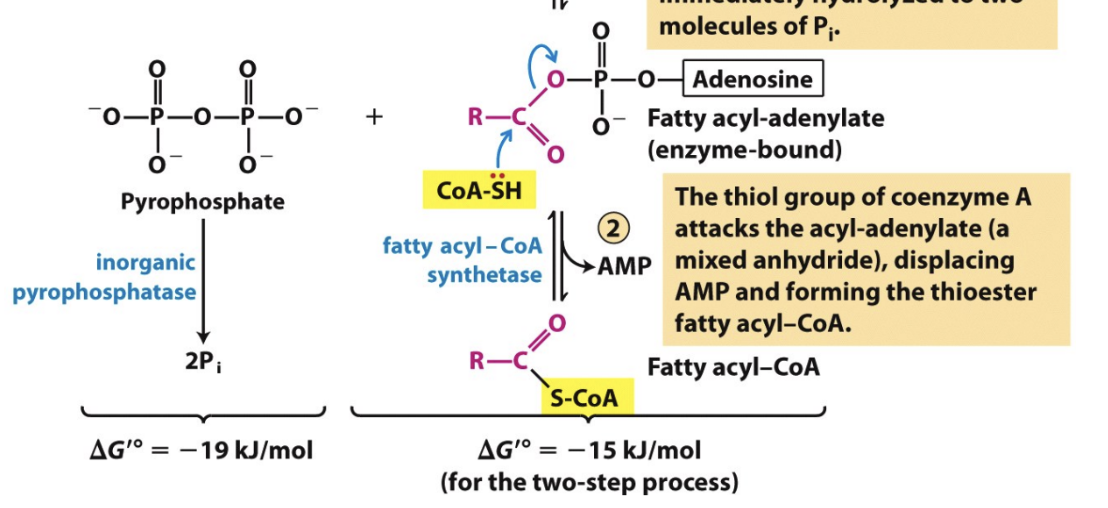 <p>How is enzyme-bound fatty acyl-adenylate converted to fatty acyl-CoA</p>