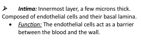 <p>Innermost layer composed of endothelial cells </p>