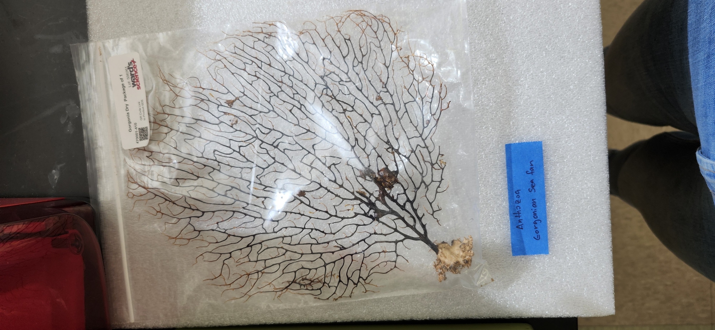 <p>What is the Class, Phylum, and Kingdom of the organism??</p>