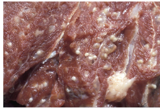 <p>what is measly meat?</p><p>… that is …. with …</p>