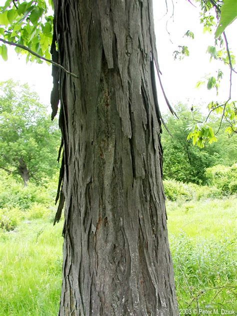 <p>Carya ovata</p>