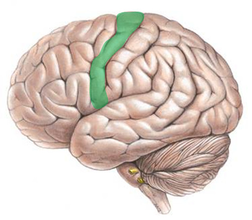 <p>anterior to the central sulcus</p>