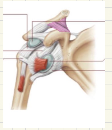 <p>what ligament is this </p>