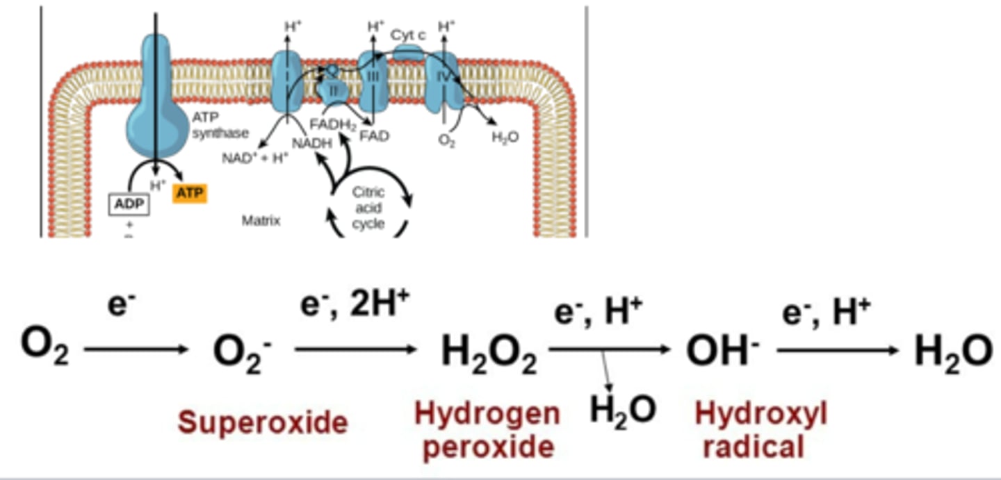<p>Reactive Oxygen Species(ROS)</p>