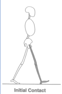 <p>0-2%</p><ul><li><p>The instant the foot meets the floor.</p></li><li><p>Limb position here sets the loading pattern.</p></li><li><p>OBJECTIVES</p><ul><li><p>Start the stance phase</p></li><li><p>Decelerate the impact</p></li></ul></li></ul><p></p>