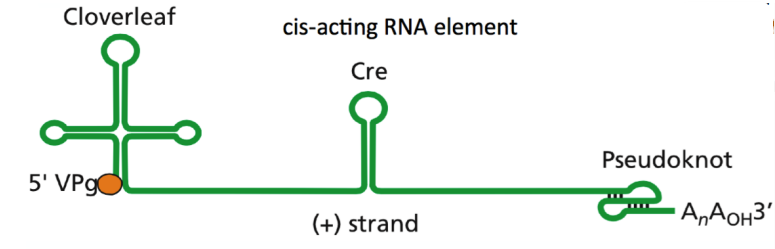 <ul><li><p>cloverleaf at 5’ end</p></li><li><p>Cre transcription element</p></li><li><p>pseudoknot at the 3’ end</p></li></ul><p></p>