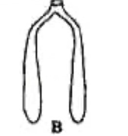 <p>What kind of creature has lungs that look like this?</p>