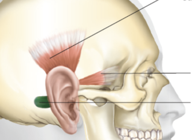 <p>the three muscles of the ear that work together to move the ear upward, forward, or backward </p>