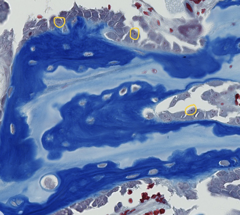<ol><li><p>which organelles are encircled with yellow?</p></li><li><p>what are the small dark circles visible inside the encircled cell organelles?</p></li></ol><p></p>