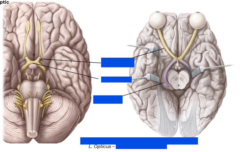 <p>Sensory nerve, supplying the retina of the eye for vision</p>