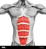 <p>rectus abdominis muscle </p>