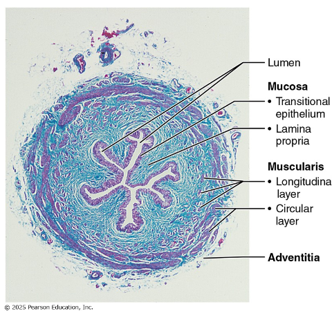 <ul><li><p>Slender retroperitoneal tubes — renal pelvis to bladder</p></li><li><p>3 wall layers: mucosa (transitional epithelium) → muscularis (smooth muscle) → adventitia</p></li><li><p>Peristalsis propels urine — not gravity- dependent</p></li></ul><p></p>