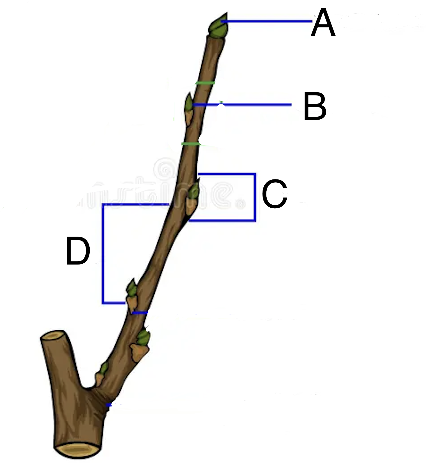 <p>What is the name for C?</p>