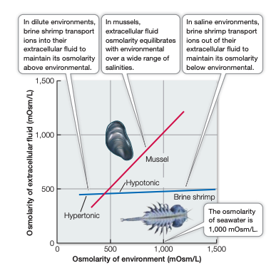<p>marine invertebrates that maintain a constant osmotic concentration considerably below that of the environment</p>