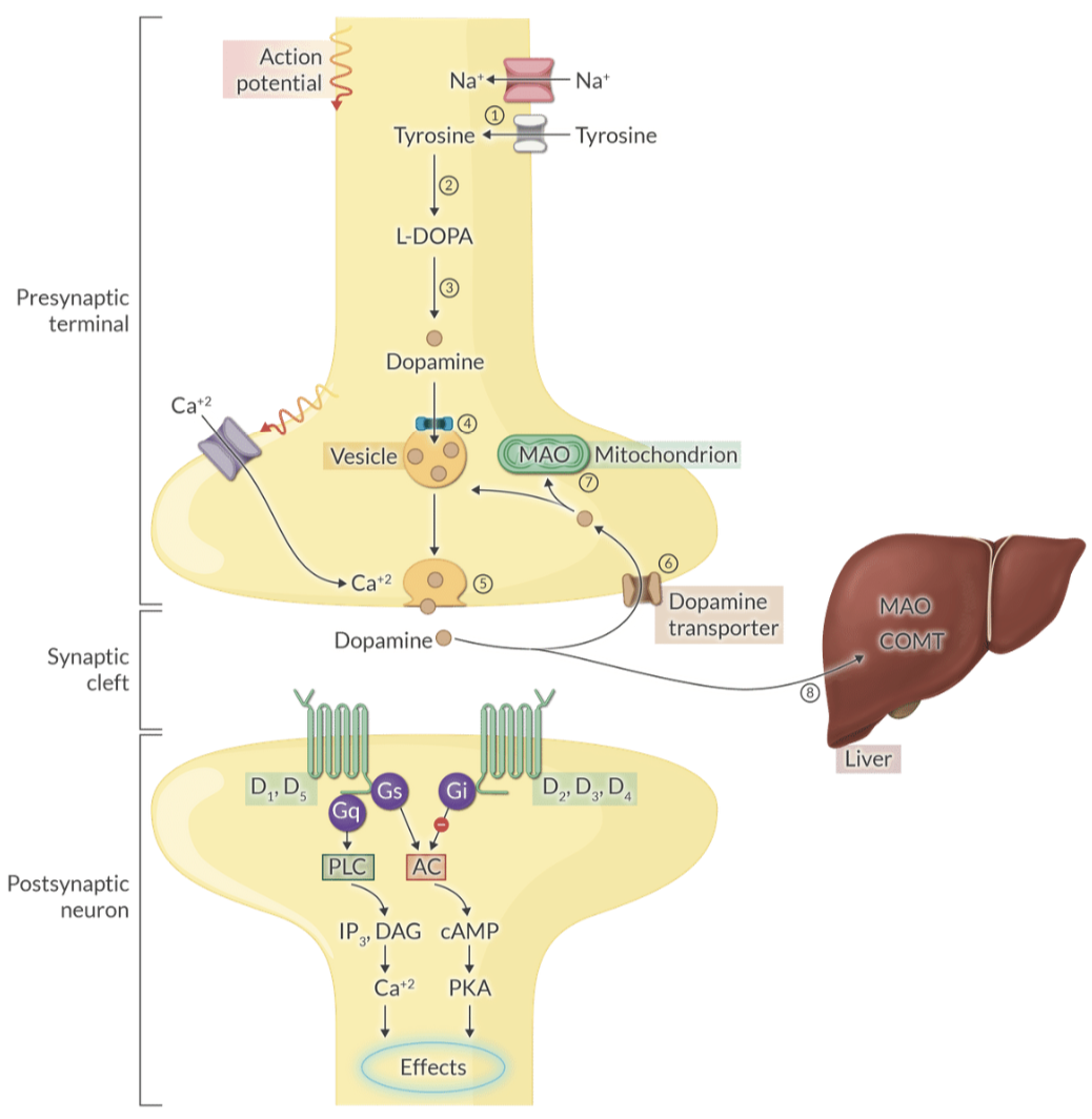 <p>Dopamine is metabolized by MAO and COMT into homovanillic acid (HVA), which is then eliminated by the kidneys.</p>