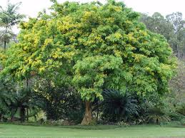 <p>Native to the Philippines and Southeast Asia; conservation status: vulnerable in parts of its range. Most easily identified by its broad umbrella-shaped canopy, fragrant yellow flowers, durable reddish hardwood, and its cultural importance as the <strong>national tree of the Philippines</strong>.</p><p>Large deciduous to semi-deciduous hardwood tree growing 15–35 meters tall with a 10–25 meter crown. Trunk 0.8–2 m diameter, dark gray-brown rough fissured bark exuding reddish resin when cut. Strong taproot and lateral roots; nitrogen-fixing. Branching high above human height forming a dense dome canopy. Leaves compound pinnate with oval leaflets (3–12 cm). Flowers small, fragrant, yellow-orange clusters. Fruits are flat winged pods.</p><p>Premium hardwood used for furniture, flooring, carving, cabinetry, and instruments; widely planted for shade. Non-toxic. Best for large open landscapes such as parks, campuses, and boulevards; requires wide spacing due to canopy and roots.</p>