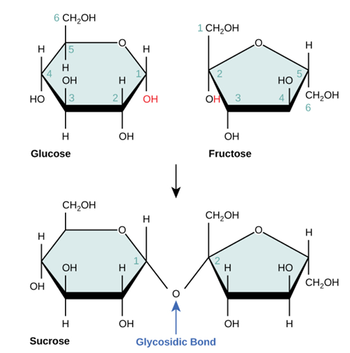 <p>disaccharide </p>