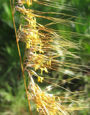 <p>What is this? This could cause type ____ allergies due to ____</p>