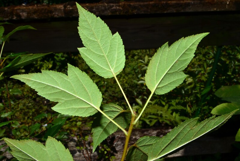 <p>Oregon crabapple</p>