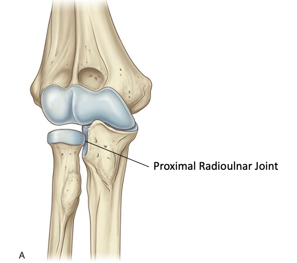 <p>Proximal radioulnar joint classification</p>