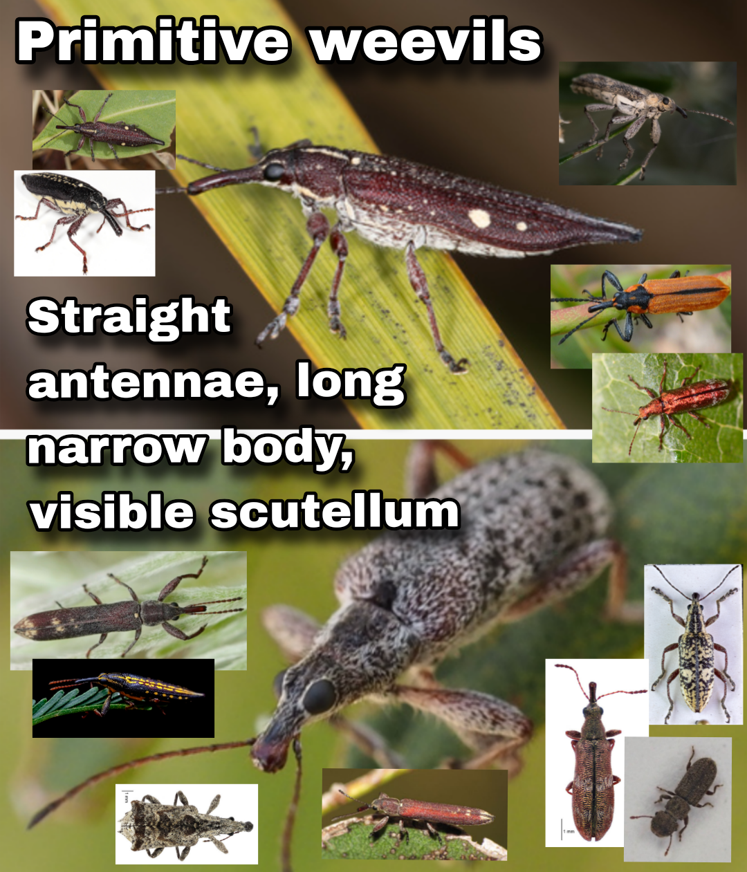 <p>Primitive weevils</p>