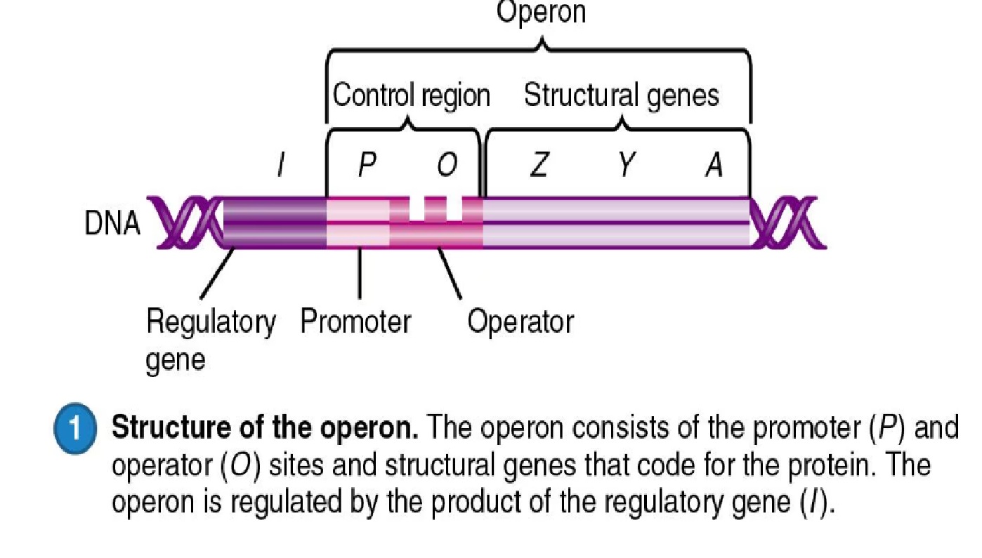 <p>How enzymes are turned on and off.</p><p>A group of genes that are transcribed together and controlled by one promoter</p><ul><li><p><strong>inducible operon</strong>, transcription must be turned on</p></li><li><p><strong>repressible operon</strong>, transcription is usually on and must be turned off.</p></li></ul><p>Consists of the promotor and operator as parts of the control region and structural genes that code for the protein.</p><ul><li><p>regulated by the product of the regulatory gene.</p></li></ul><p></p>