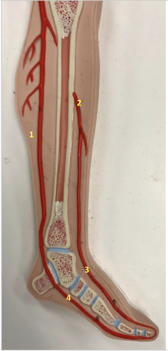 <p>Leg/Foot</p><p>1. Left posterior tibial artery</p><p>2. Left anterior tibial artery </p><p>3. Left dorsalis pedis artery: Supplies blood to the ankle and dorsal foot</p><p>4. Left medial plantar arch: Supplies blood to the plantar foot.</p>