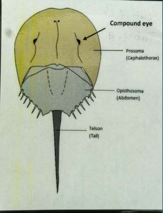 <p>Subphylum and name?</p>