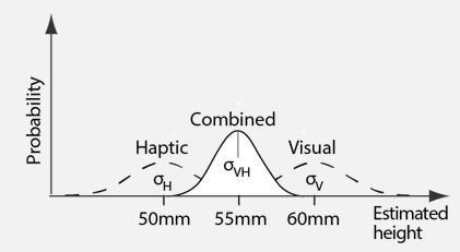 <p>-combined estimate of both visual and haptic feedback has lower uncertainty/smaller variance than either estimate alone</p><ul><li><p>narrower and more peak on graph</p></li></ul><p>-normative model predicts this is how we should act</p><p>-likely why we integrate across our senses → helps reduce overall uncertainty in sensory estimations</p><p>-adding more sources of information to a signal helps improve certainty of final estimate </p>