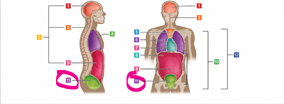 The cavity inside the pelvis that contains organs such as the bladder, reproductive organs, and rectum