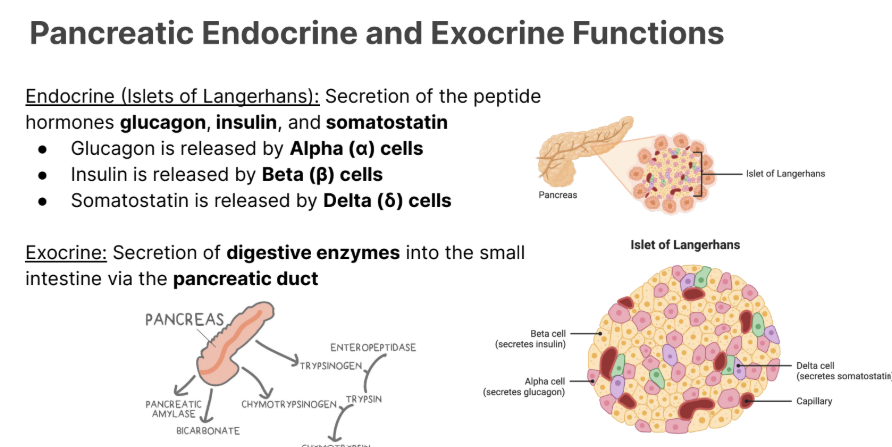 <p>Endocrine (Islets of Langerhans): Secretion of the peptide hormones <strong>glucagon</strong>, <strong>insulin</strong>, and <strong>somatostatin</strong></p><ul><li><p><em>Glucagon </em>is released by <strong>Alpha (α) cells</strong></p></li><li><p><em>Insulin </em>is released by<strong> Beta (β) cells</strong></p></li><li><p><em>Somatostatin </em>is released by <strong>Delta (δ) cells</strong></p></li></ul><p></p><p></p>