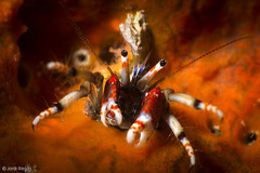 <p>- Up to 9mm in length</p><p>- Body colour red but the end of the legs white with red points.</p><p>- Can be found inhabiting empty shells, tubes of annelids and in holes made in rocks by the perforant spongi.</p><p>- Beneath the eyes are 2 pairs of antennae, the first pair being blue in colour and the pair beneath that being long and striped red and white</p>
