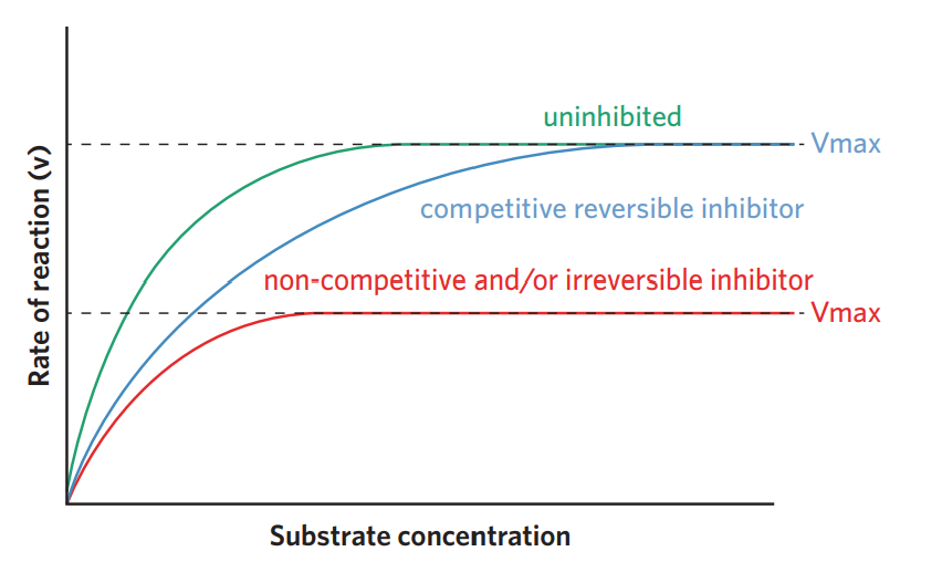 <ul><li><p>there are competitive and non-competitive enzyme inhibitors. there are also reversible and irreversible inhibitors (stop enzyme’s function even when inhibtors is displaced). all inhibitors can slow down CRR.</p></li><li><p>the effect of competitive inhibitors can be overcome if the substrate concentration is increased → displaces inhibitors. (only if reversible)</p></li><li><p></p></li></ul><p></p>
