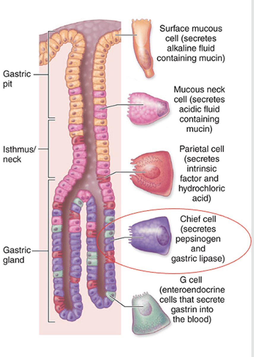 <p>What gives chief cells a basophilic appearance basally?</p>