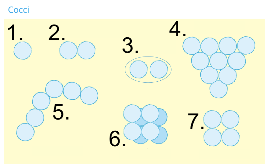 <p>Name these shapes and arrangements</p>