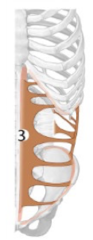 <p>Identify the structure</p>