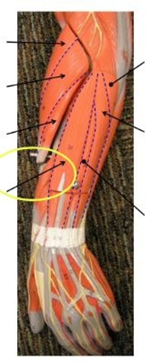 <p>extends fingers</p>