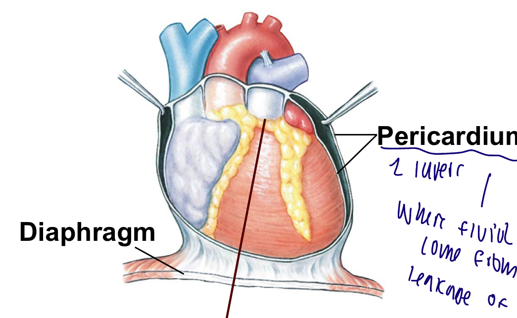<p>What is the pericardium </p>