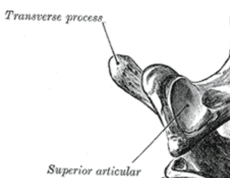 <p>Projection</p>