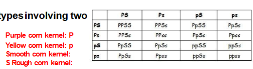 <p>Four observed phenotypesinvolving two genes.</p><p><span>Phenotypic ratio: 9:3:3:1</span></p>