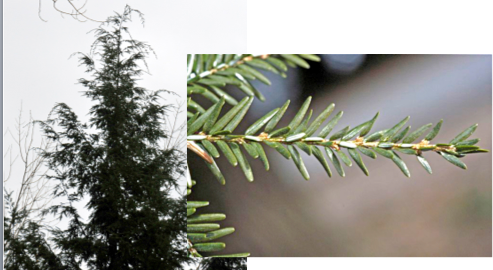 <p>Flat 2-ranked needles with 2 white stomatal lines below; very shade tolerant.</p>