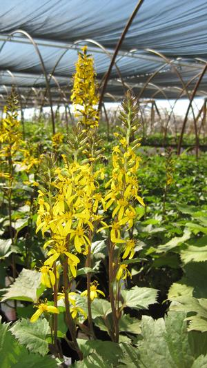 <p>Ligularia stenocephala ‘Little Rocket’</p>