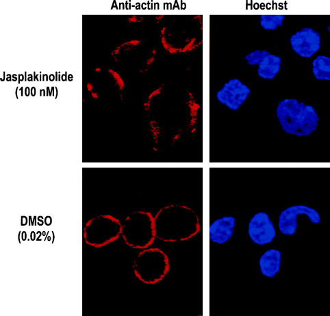 <p>Jasplakinolide stabiliserer aktinfilamenter og hæmmer normal aktindynamik.</p><p>Eksperimentet viser derfor, at dynamisk reorganisering af aktin er nødvendig for korrekt modning af oligodendrocytter og normale morfologiske ændringer. (man kan ikke se billedet på slides, så det her er fra nettet)</p>